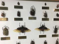 -上海昆虫博物馆