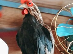 -俭寨大盘鸡·缸子肉·小公鸡·新疆菜(云通店)