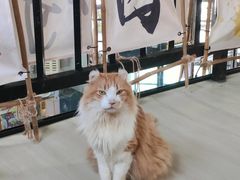 -豆逗聊愈猫阁Easy Life