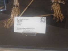 -北京周口店北京人遗址博物馆