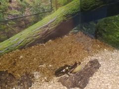 -上海大自然野生昆虫馆(东方明珠·爬宠昆虫探索中心)