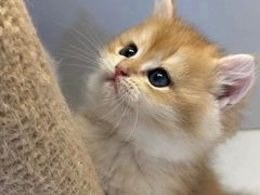 -十月米努特矮脚猫舍