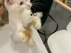 -飞行喵MR PILOT|猫舍·猫咖(静安大融城店)