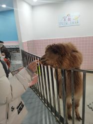 -Moni星球萌宠·小马宝莉·灵蛇·高端高阶全萌宠互动体验俱乐部(红豆国际广场店)