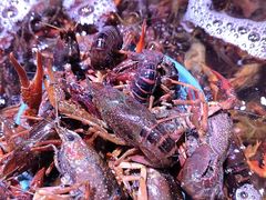 -聚盛源蒸汽海鲜火锅烤肉自助(巨川金海岸购物广场店)