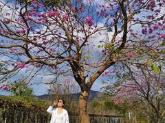 -天适樱花悠乐园