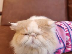 -MOCHA明星猫咖(田子坊店)