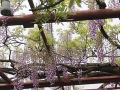 -嘉定紫藤园