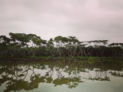 -东寨港红树林旅游区