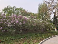 -丰台花园