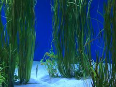 -瑞普利水族馆