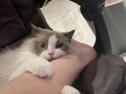 -黑旗纹身