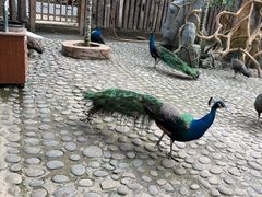 -西双版纳傣族园