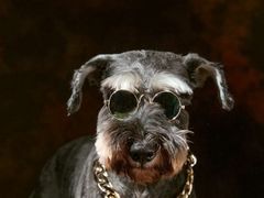 -超宠爱宠物摄影-Super pet