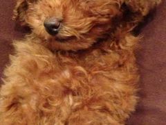 -派多格宠物(鼓楼店)