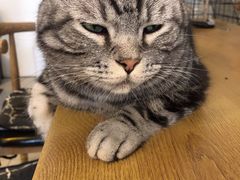 -平行世界·猫咖(首经贸店)