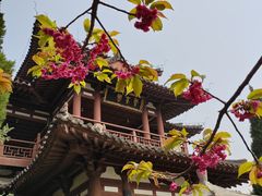 -西安青龙寺遗址景区