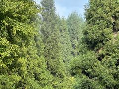 -武陵山森林公园