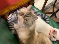 -猫色咖啡·猫咖