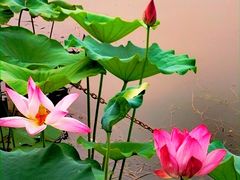 -莲花池公园