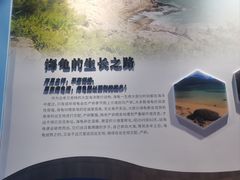 -广东惠东海龟国家级自然保护区