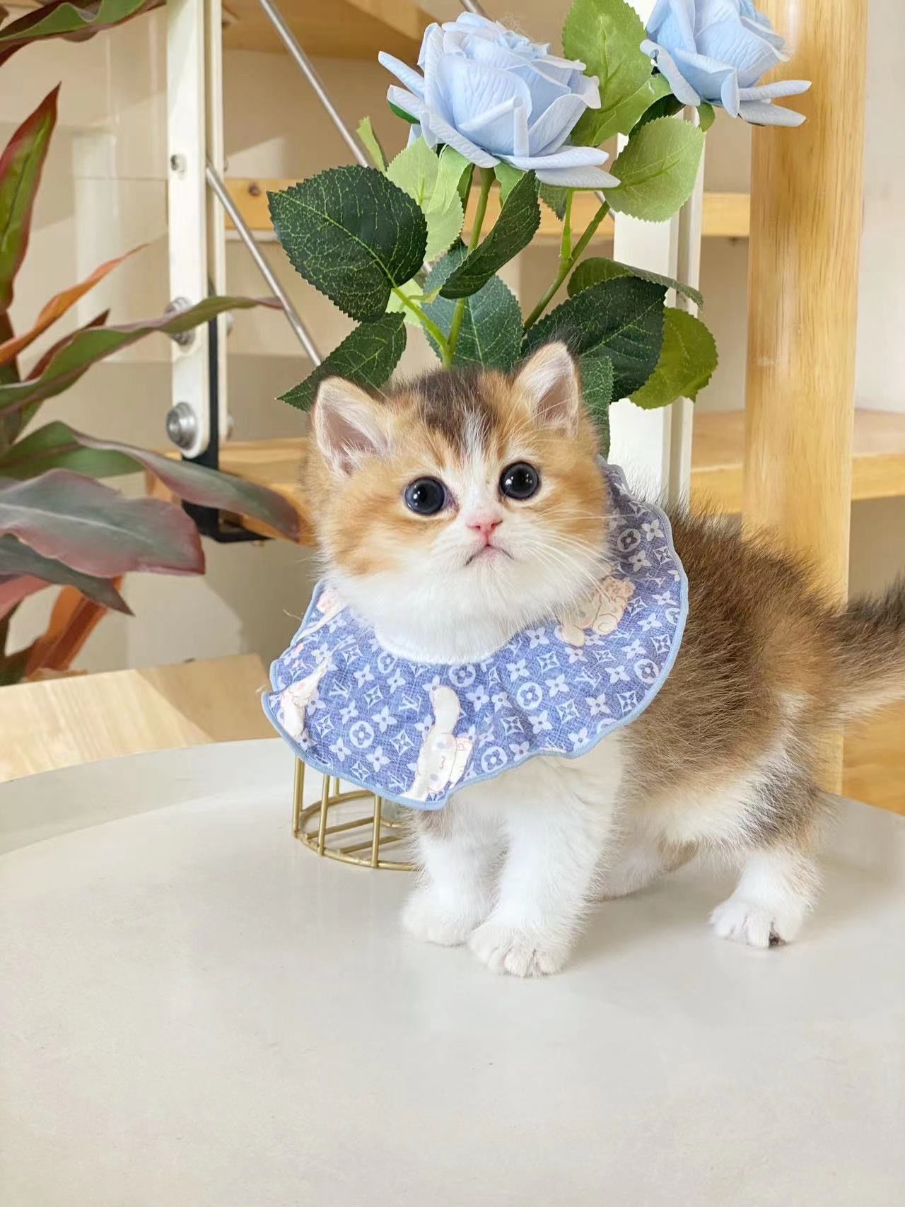 n金灿灿中透露出云朵的颜色,
是我的天使小猫猫呀~
「友知·猫