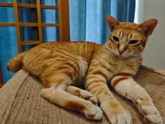 -宠福鑫动物医院(城北分院)