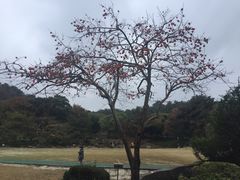 -汉拿树木园
