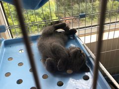 -东方名猫馆·英短金渐层布偶猫舍(环线广场1号楼店)