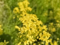 -天津武清北运河郊野公园房车露营地