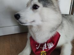 小苹果-Husky Go! 哈士奇体验馆·宠物咖啡厅狗咖