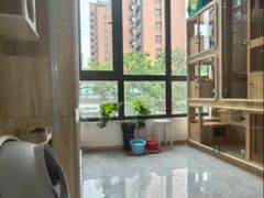 -山宅一喵德文卷毛猫舍