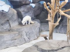 -海合安青岛极地海洋公园