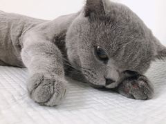 -灵美宠物诊所