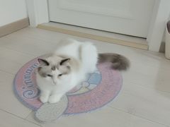 -钦宠·猫咪售卖·洗护·寄养(东圃旗舰店)