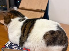 -佑安动物医院·全科·内窥镜中心(幸福巷店)