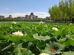 -莲花池公园