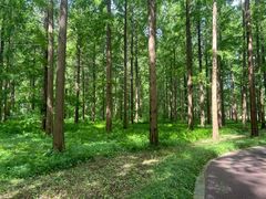 -黄海国家森林公园