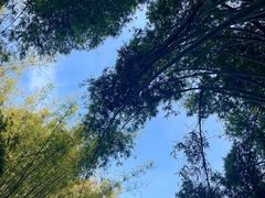 -黄埔油麻山森林公园