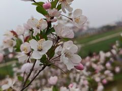 -荷兰花海