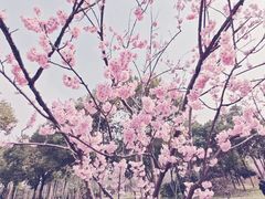 -顾村公园
