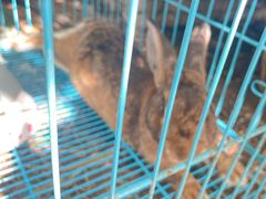 -马陆小张葡萄园农家乐