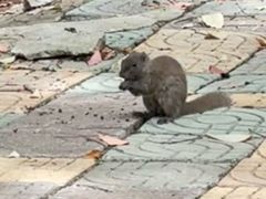 -合肥野生动物园