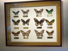 -上海昆虫博物馆