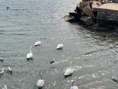 -烟墩角天鹅湖