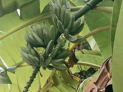 -云溪植物园