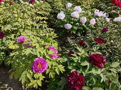 -莲花池公园