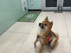 -悦宠凯宝动物医院·牙科·皮肤科(朝阳北路店)