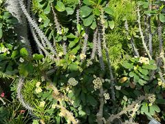 -国家植物园南园