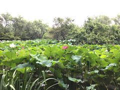 -洛阳市隋唐城遗址植物园